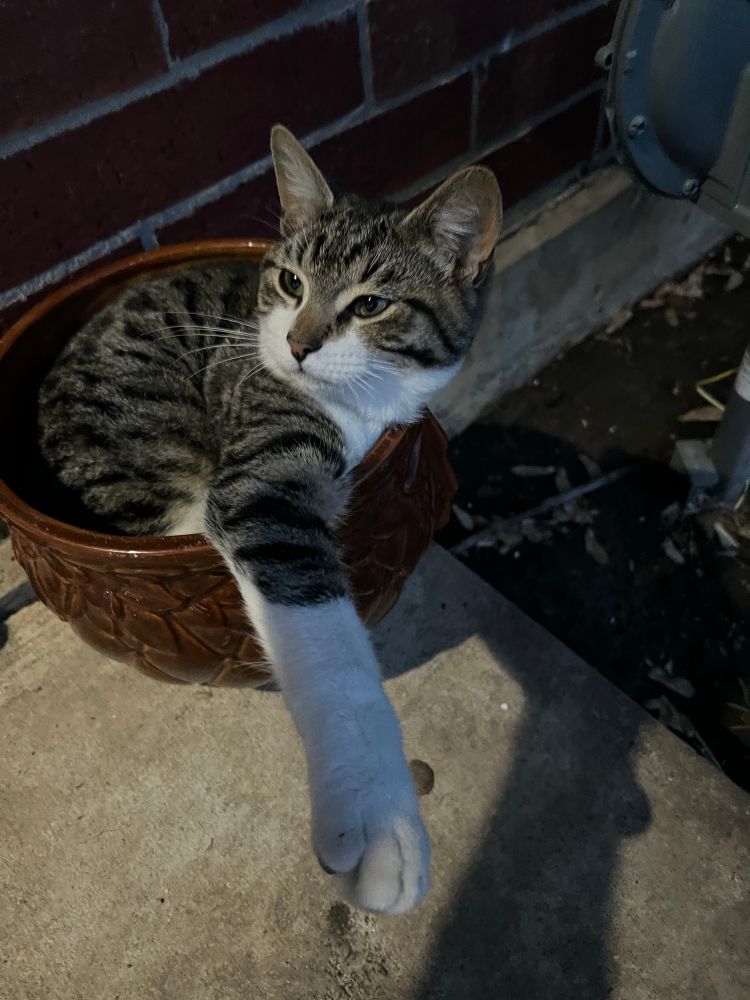 black, grey and white stripped kitten laying in a brown plant pot.

