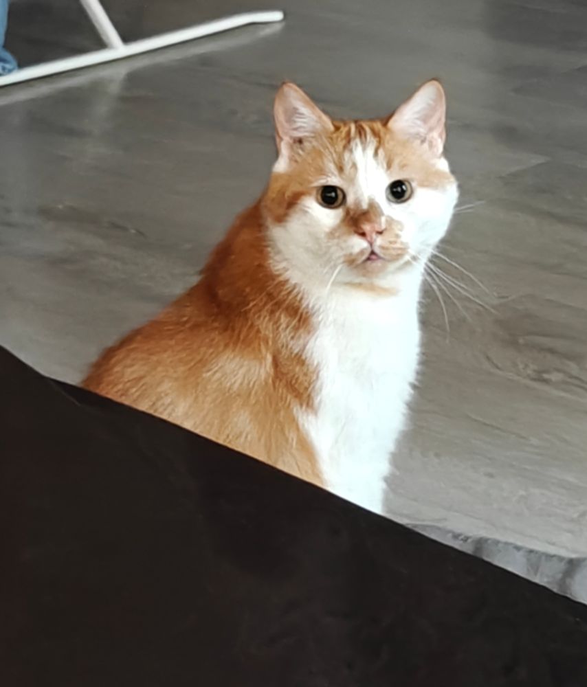 Mon chat roux, Clovis, de côté mais regardant vers l'objectif.
Il a les yeux bien ronds et fait un léger "blep".