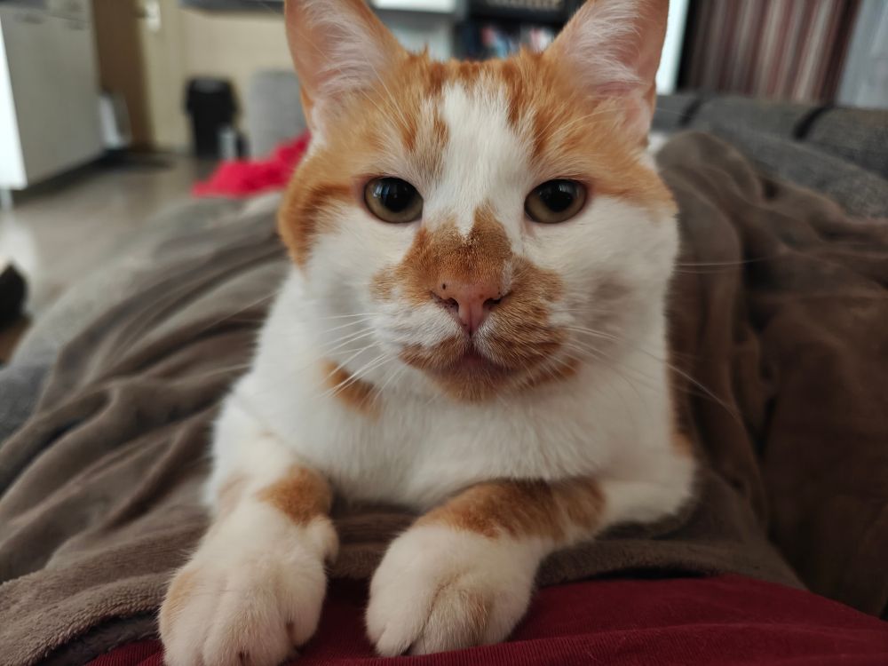 Clovis, mon chat roux, de face, allongé sur mon bidou.

Il est vraiment très beau.
