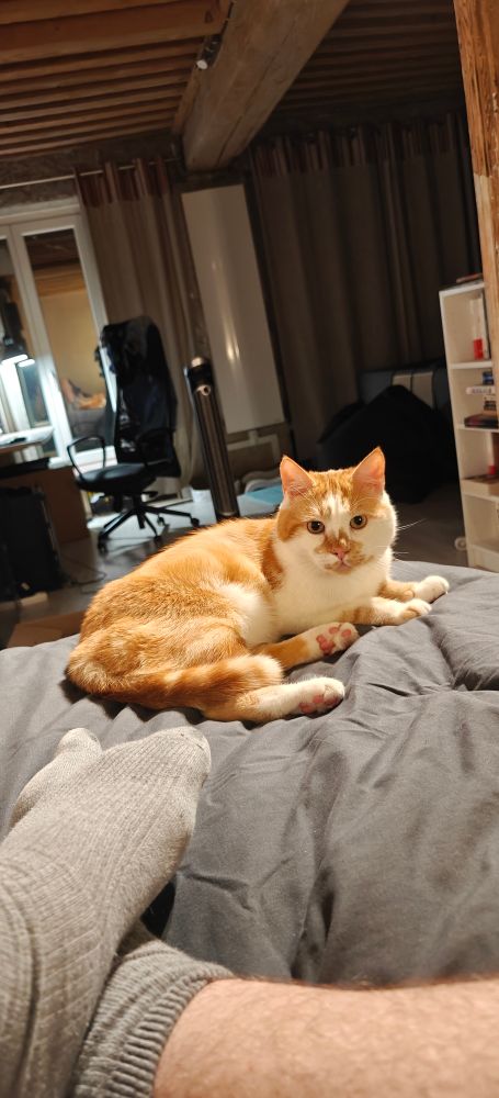 Clovis allongé sur mon lit, regardant vers moi. Il est aux aguets et attend que je me lève pour lui servir sa pâtée.