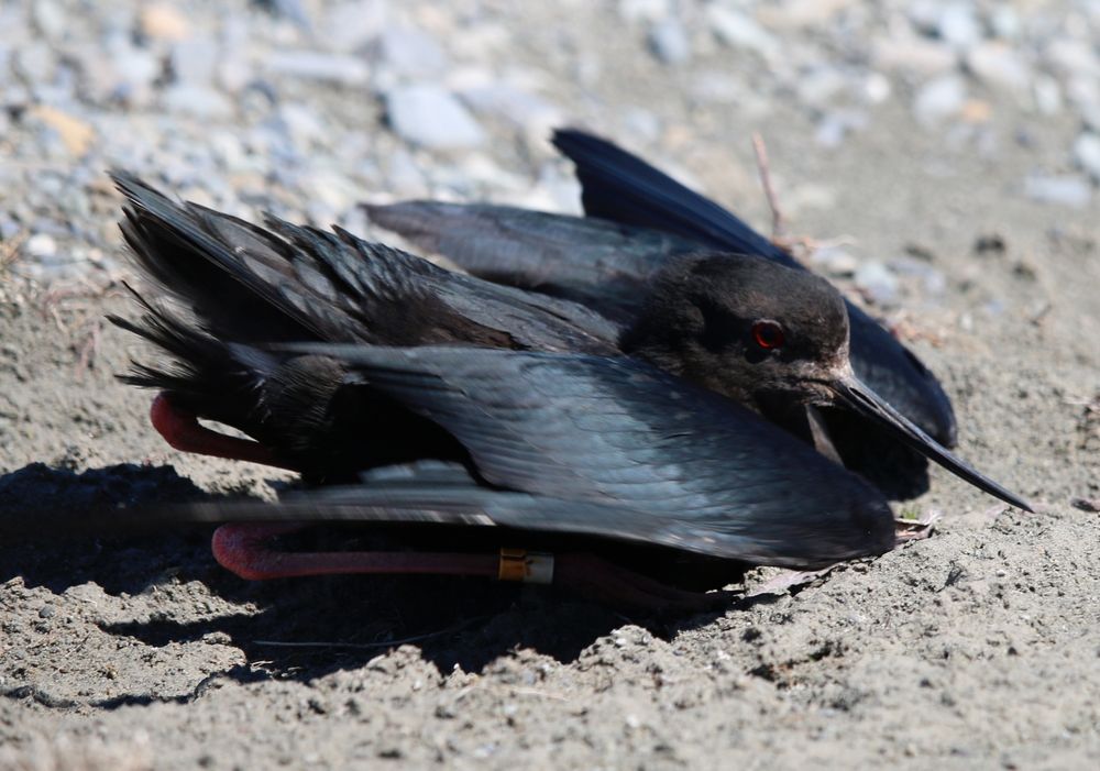 Photograph by SGalla32 on Wikimedia. A kakī (black stilt) is crouched close to gravel and stone ground, with its pink legs tucked under and its wings bent forward. It looks like a stealth plane with style.