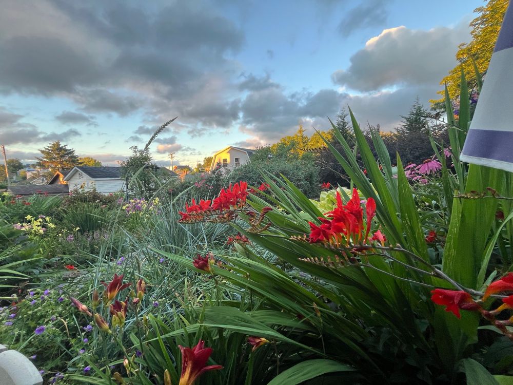 Red Crocosmia Lucifer amongst other plants under a partly cloudy sky.