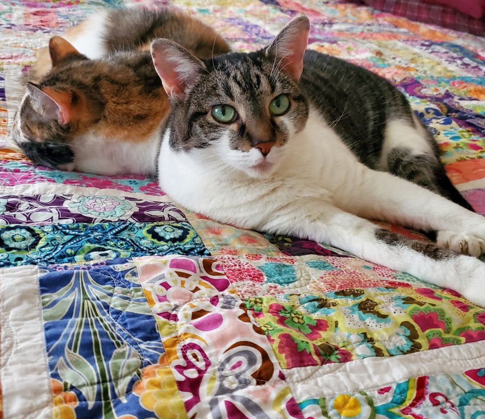 Calico kitty sleeping on a colorful quilt next to gray and white cat