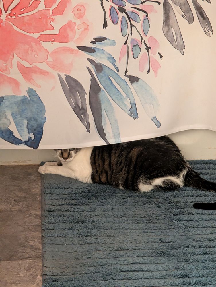 Black and white cat hiding behind floral shower curtain. 