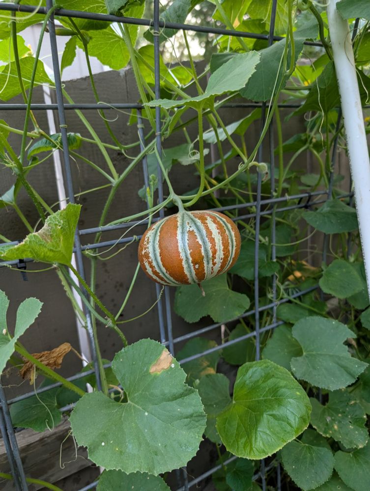 Orange and cream striped Kajari melon hanging from the vine.