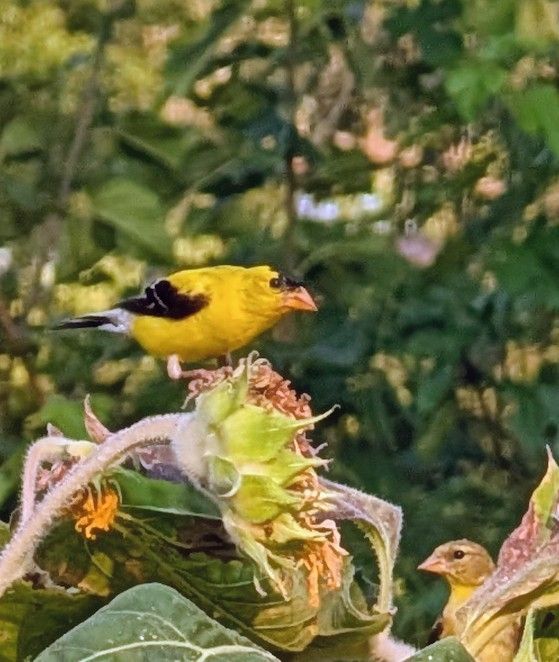 A pair of goldfinches on sunflower 