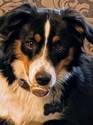 Tri colored mini Australian Shepherd with the end of a big deer antler sticking out of his mouth. 
