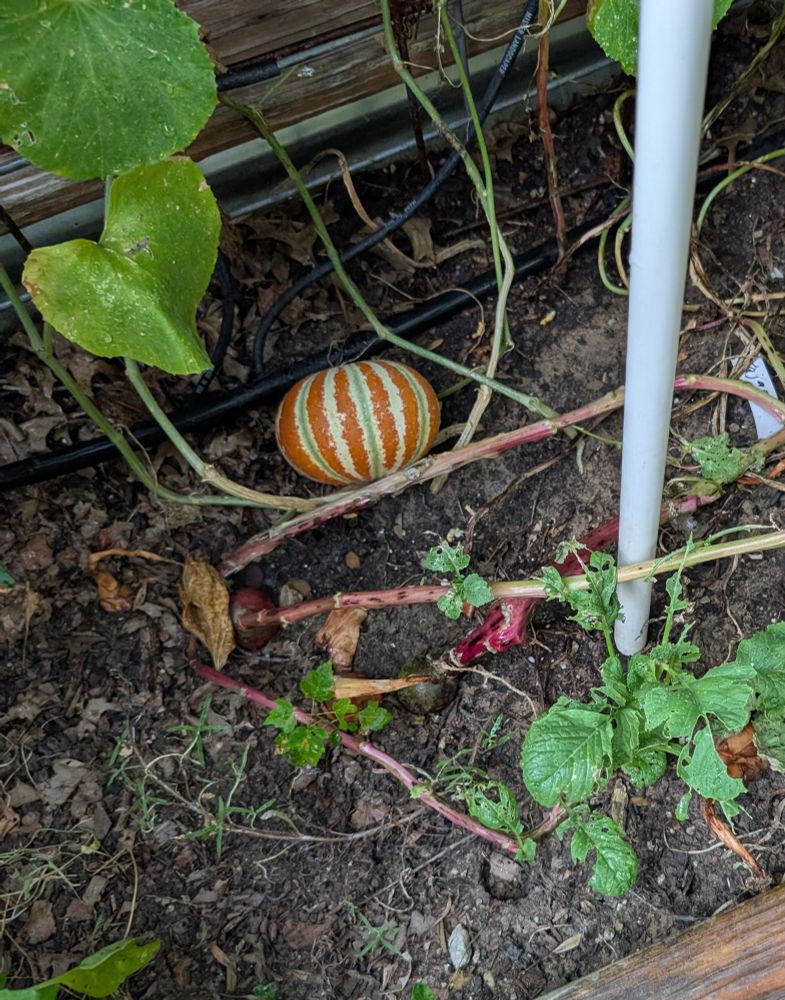 Kajari melon falls to the ground when ripe. 