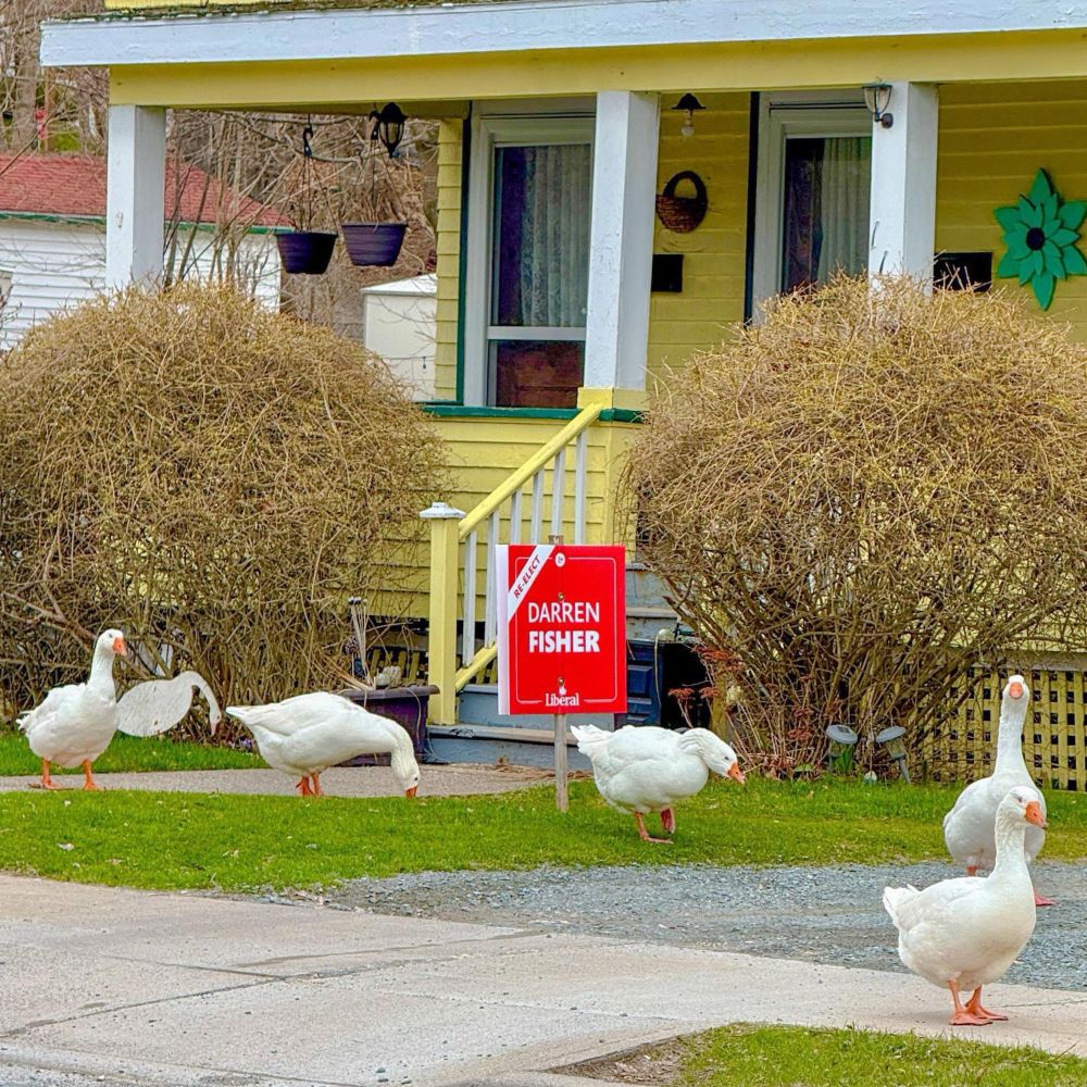 Sullivan’s Pond Geese in Dartmouth surrounding a re-elect Darren Fisher sign 