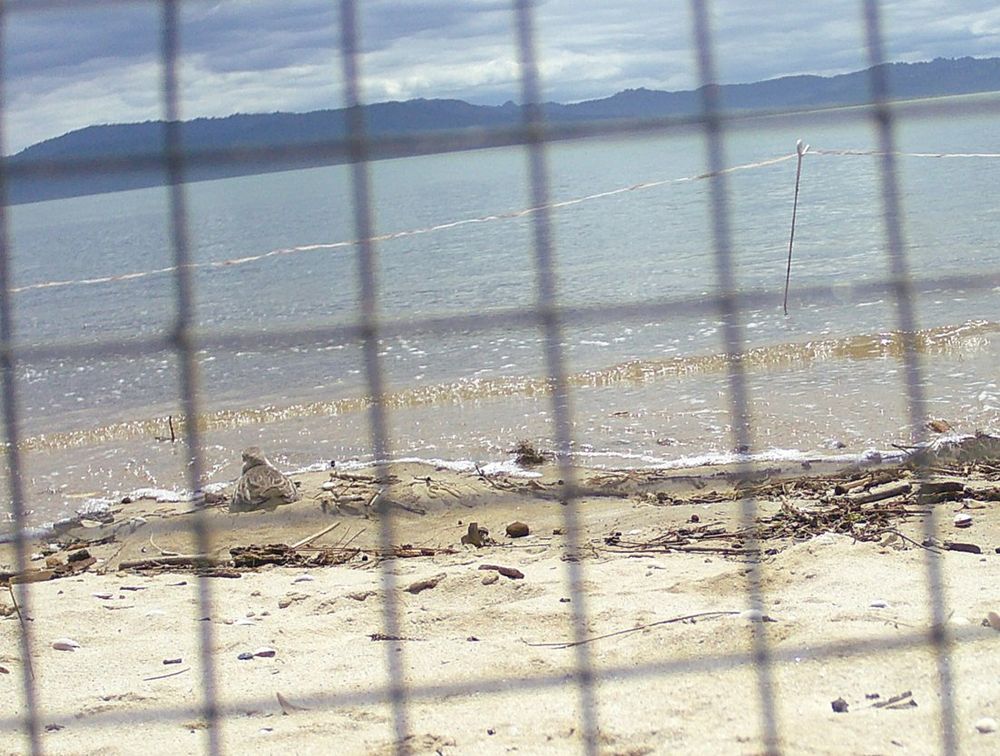 The fencing around the nest is still under water but the tide has receded enough to expose the eggs, still in the scrape. Mum dotterel is sitting on them again. 