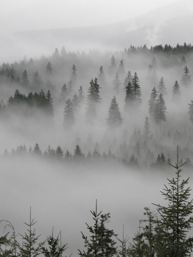 A serene view of a forest shrouded in thick fog, with tall evergreen trees partially obscured by layers of mist. The fog creates a soft, ethereal atmosphere, blending the trees and distant hills into the muted gray sky.