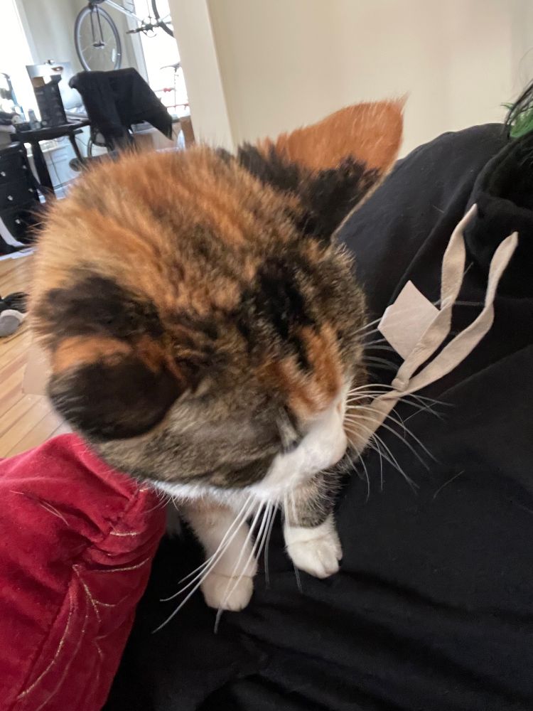 Zelda the cat sitting on my belly