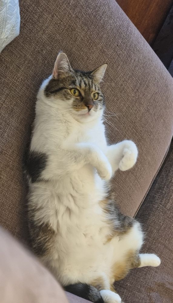 a cat lying in a sofa on it's back staring at the ceiling 