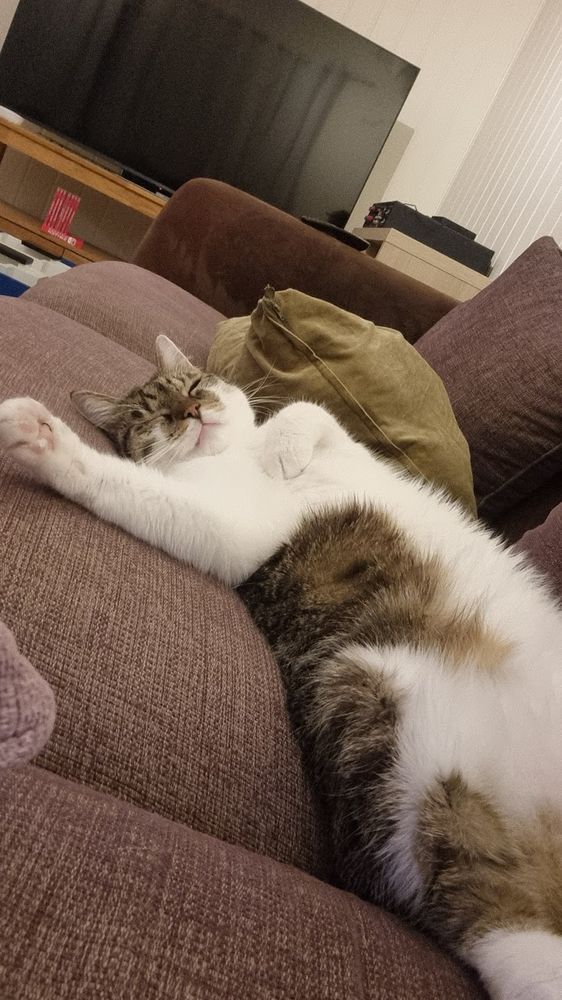 cat lying on a sofa in a reach hand out manner like the painting