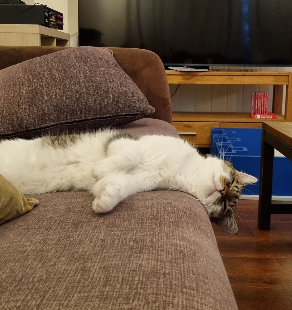 cat lying very droopily on a sofa, sleeping 