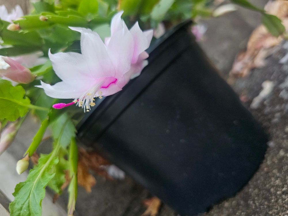 Thanksgiving cactus in bloom