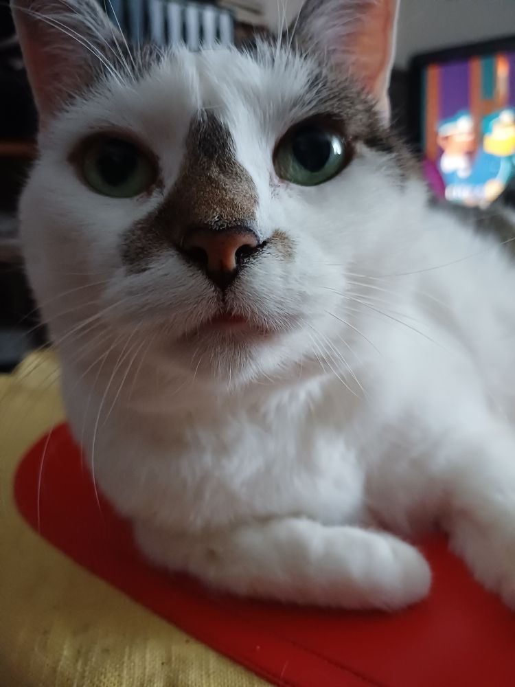 A white and grayish cat in closeup picture.