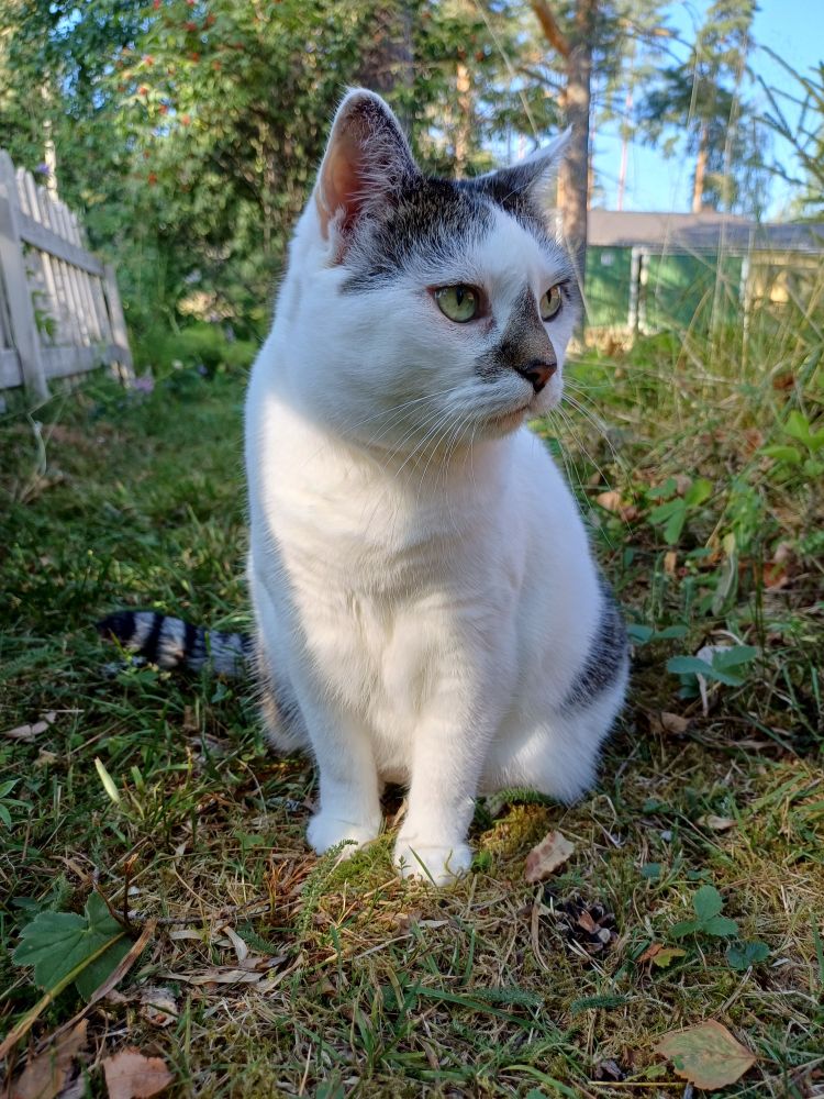 A white and grayish cat sitting on grass.