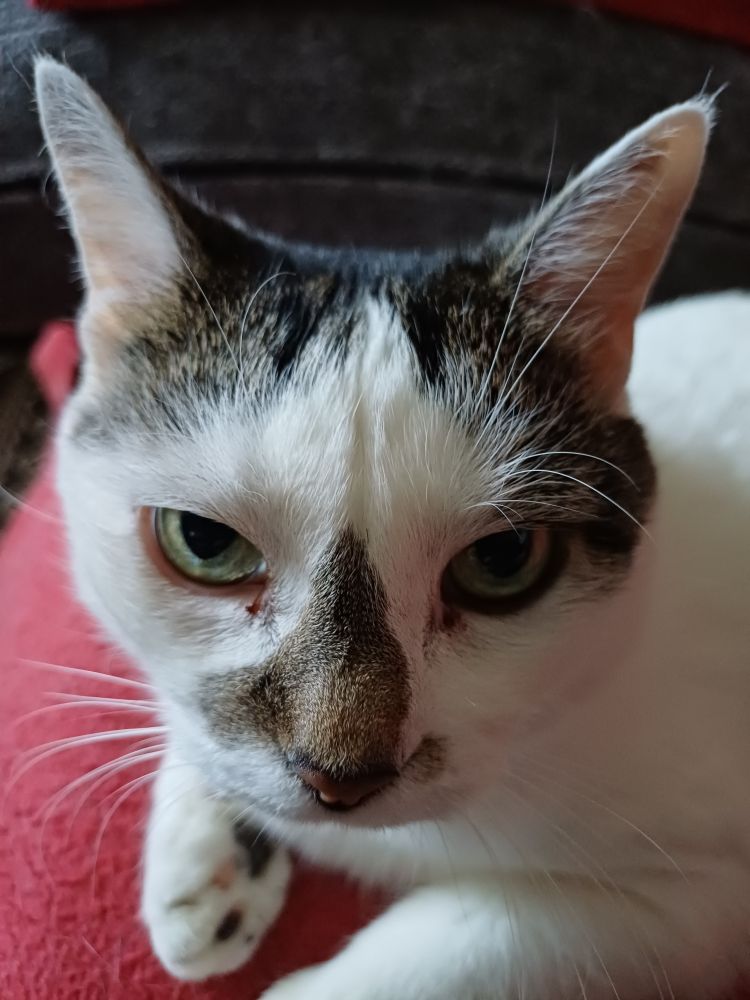 A white and grayish cat staring at the camera.