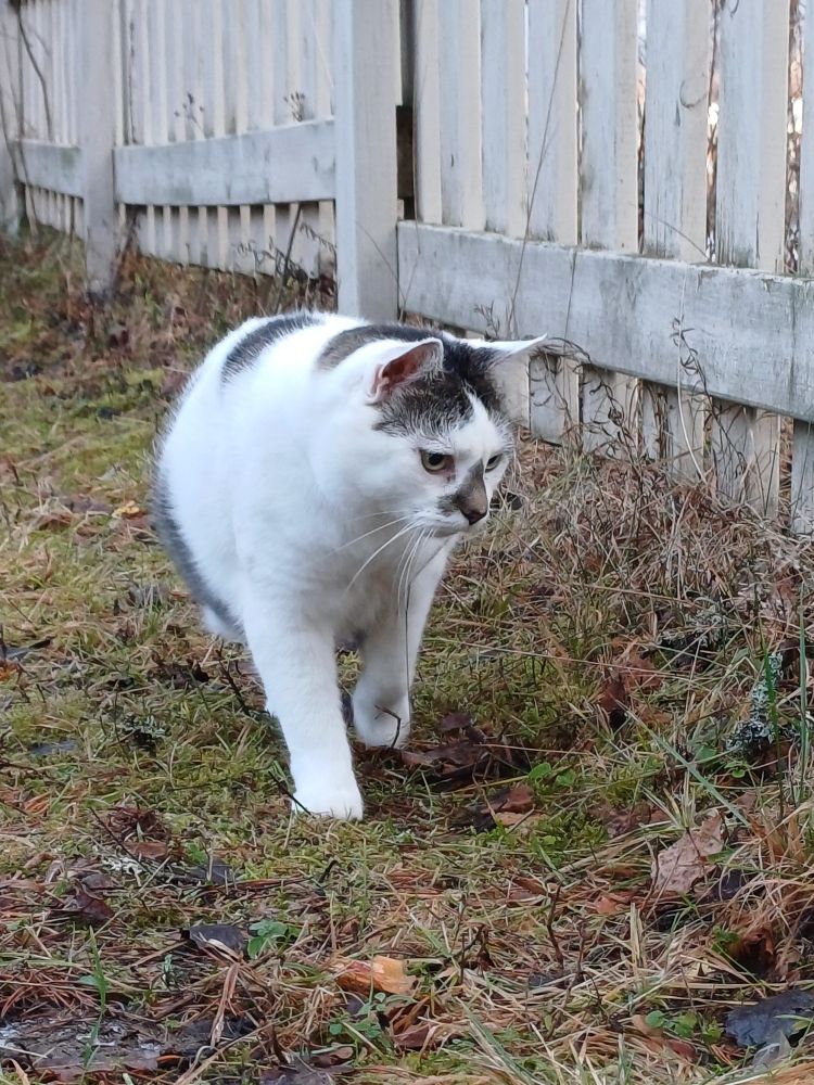A white and grayish cat walking outside.