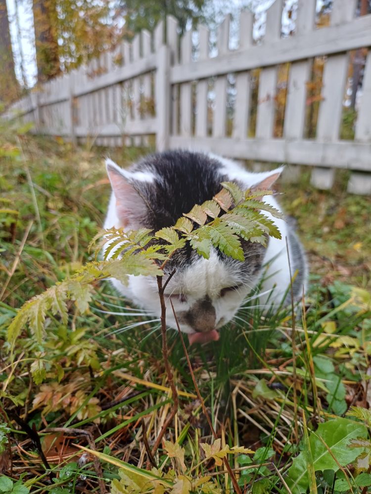 A white and grayish cat licking her nose outside.