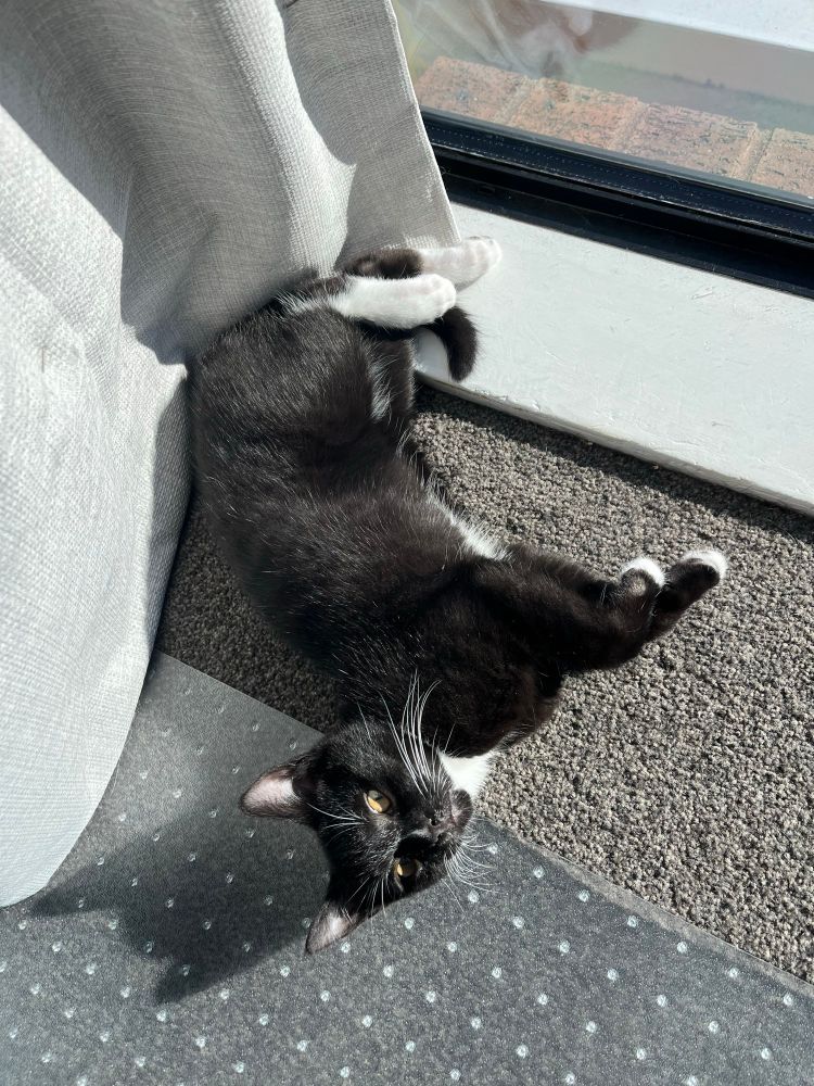 a small tuxedo kitten with white tipped paws, touch of white on his nose, and a white neck is sunbathing on some grey carpet