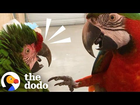 Socially Awkward Rescue Bird Thinks She's A Human  | The Dodo