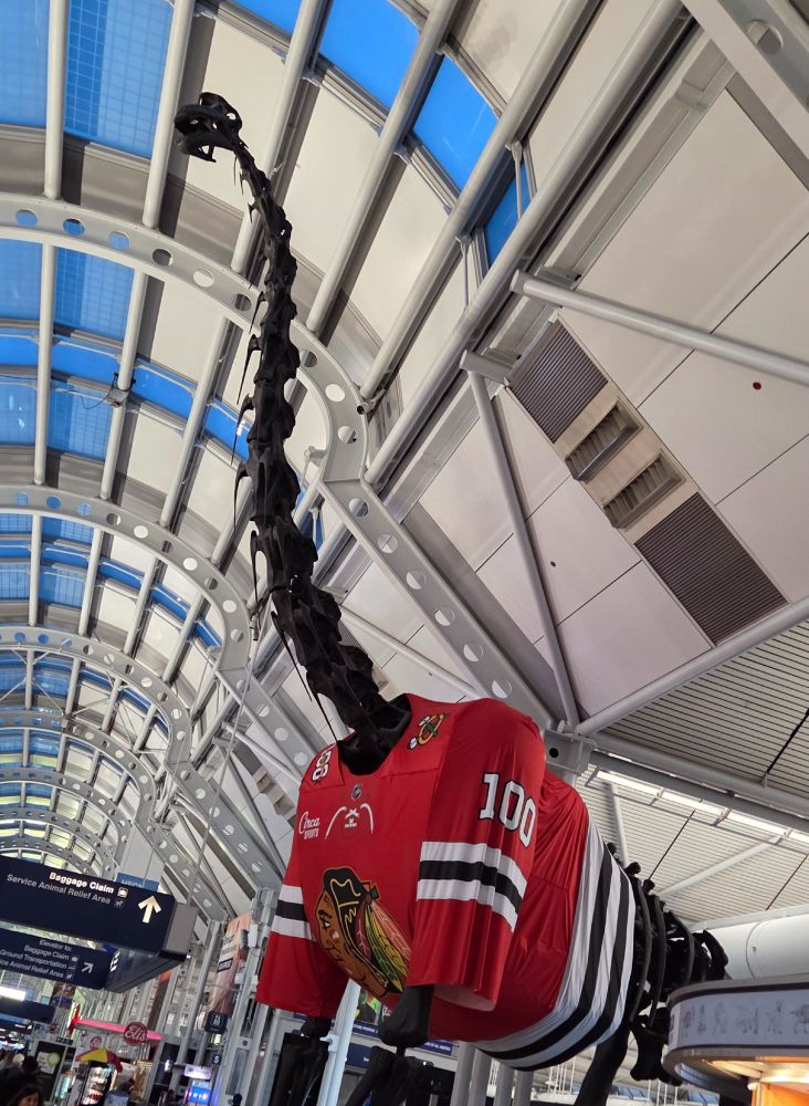 The dinosaur skeleton that lives in terminal 1, concourse b of Chicago O'Hare airport, decked out in a Chicago Blackhawks jersey. 