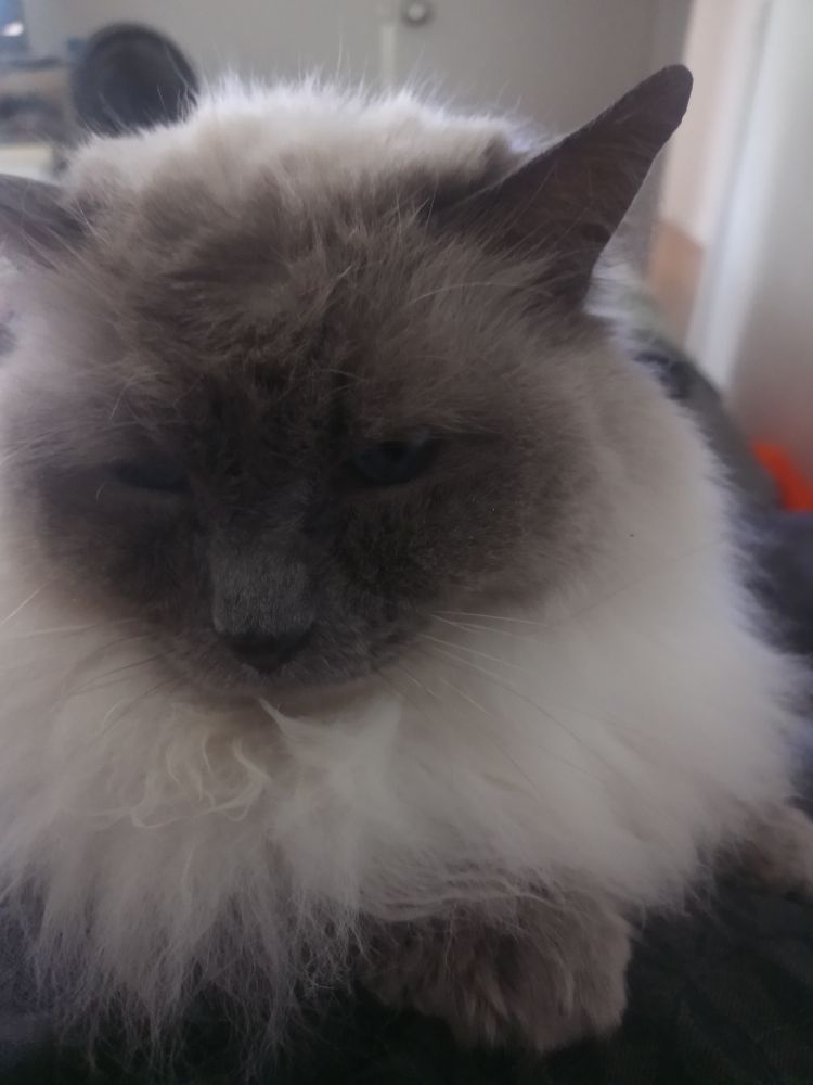 Close up of our rag doll, Ally.