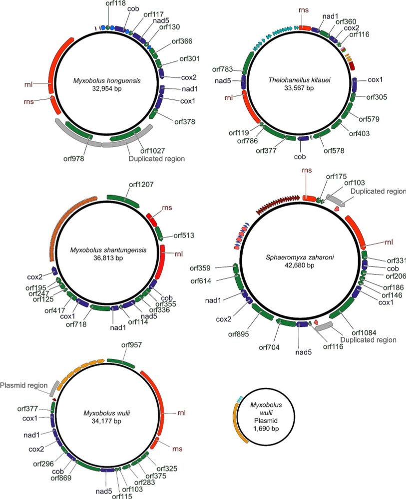 Evolution of myxozoan mitochondrial genomes: insights from myxobolids - BMC Genomics