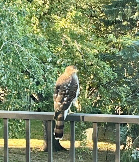 Cooper's Hawk