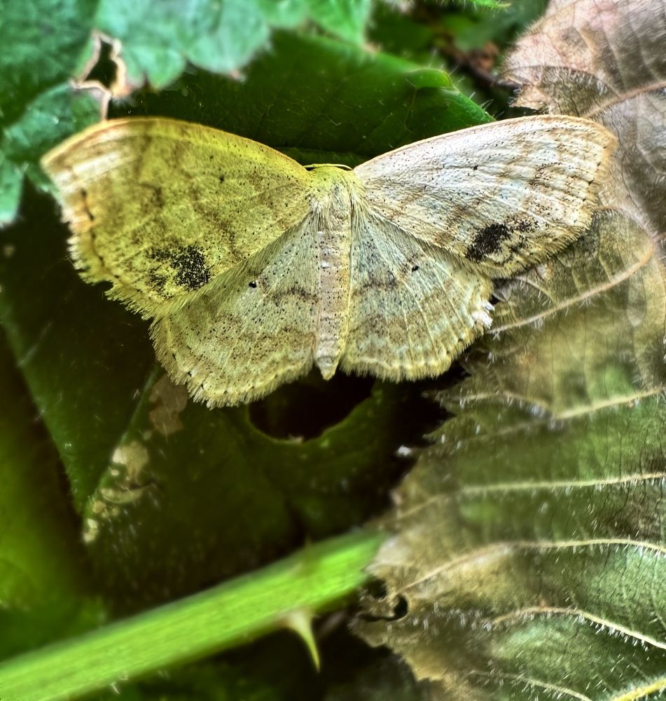 A large lace border wing moth 