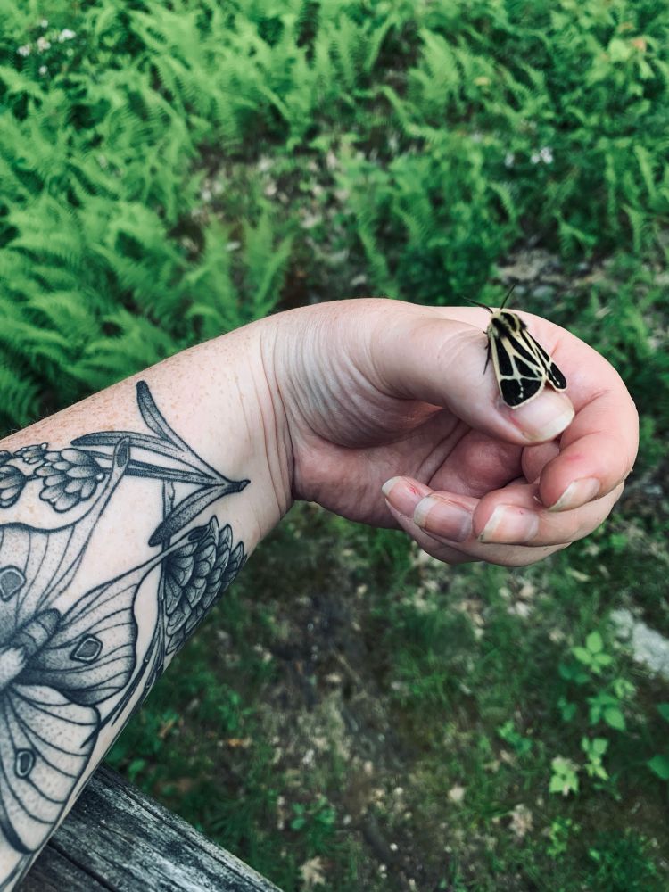 A harnessed tiger moth on my hand 