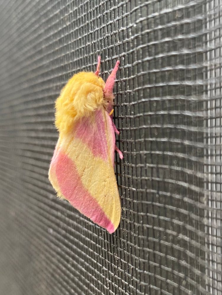A rosy maple moth on my screen door 