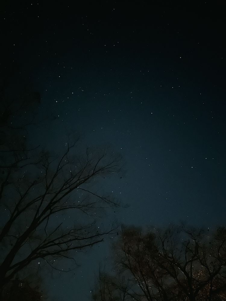 An extremely starry sky with trees at the edges 