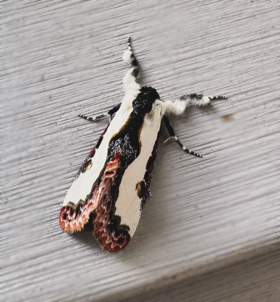 A pearly wood nymph moth 