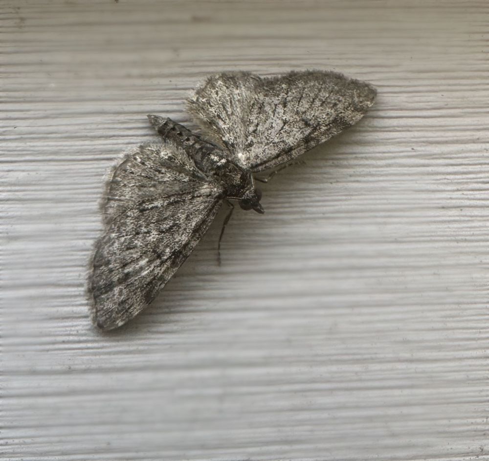 What I think is a Pug moth on the siding of my house 
