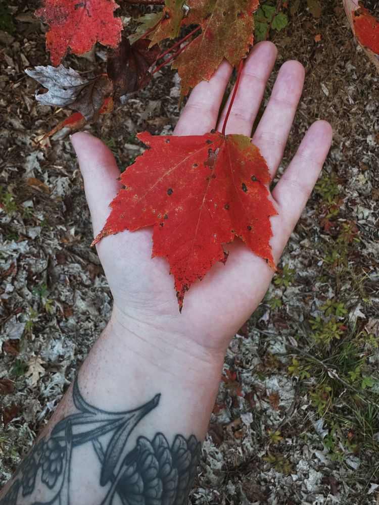 A red maple leaf in my hand 