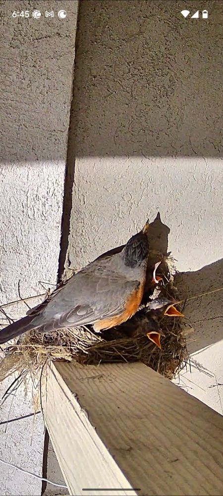 Baby birds with mouths wide open below their guarding mother