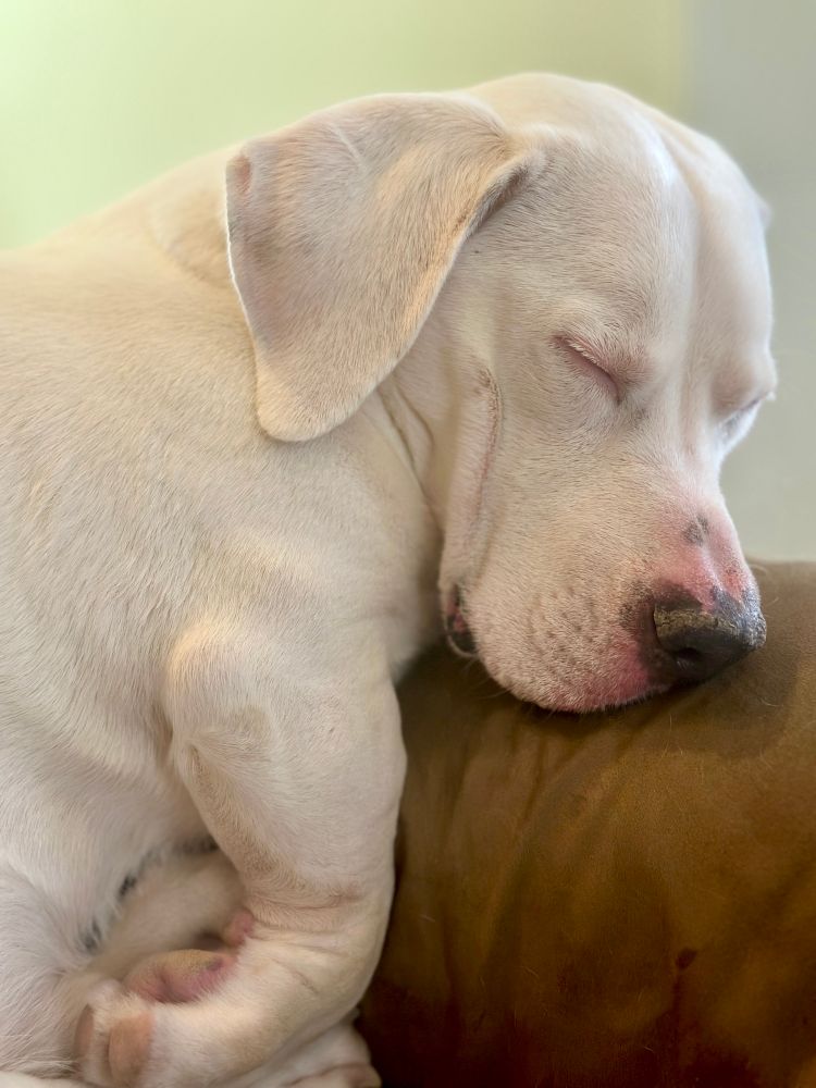 A chunky white dog curled up asleep on a couch arm