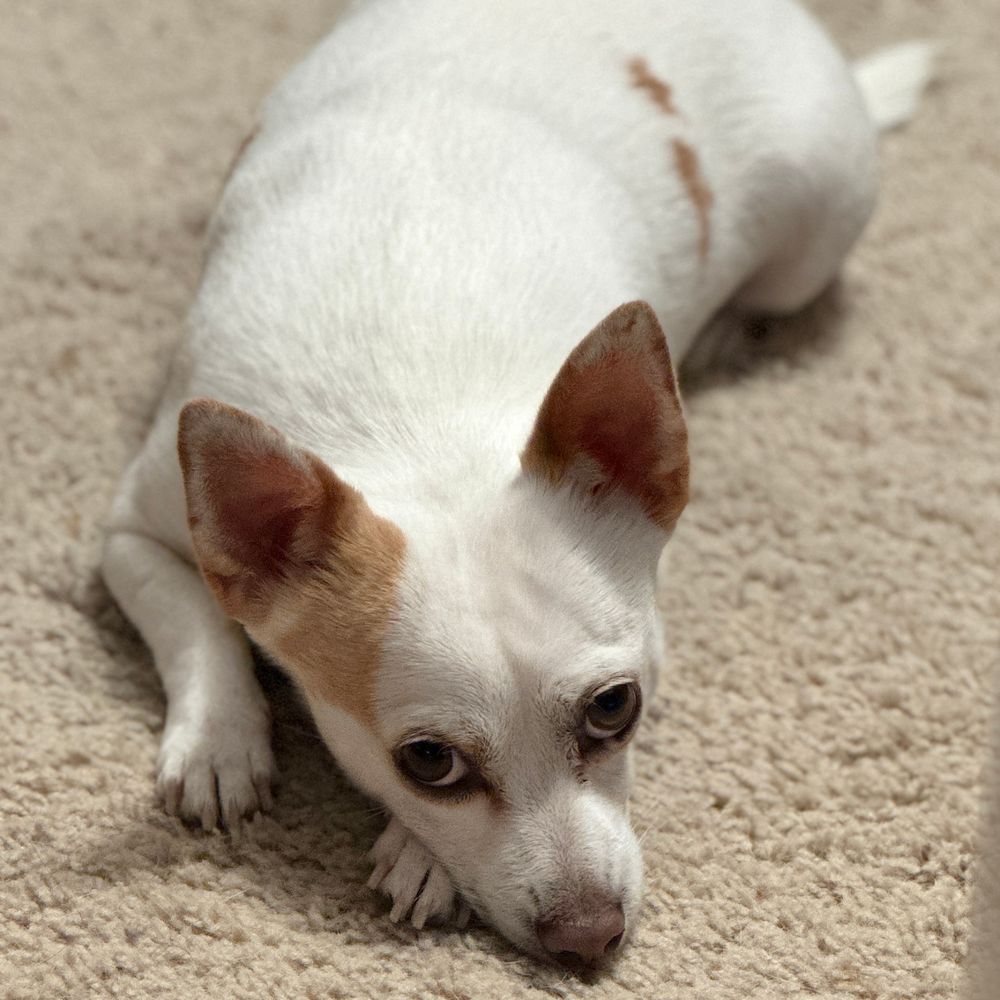 A tiny white dog with brown spots laying on some of the filthiest carpet you ever did see. He eyes are bugged but his heart is pure. 