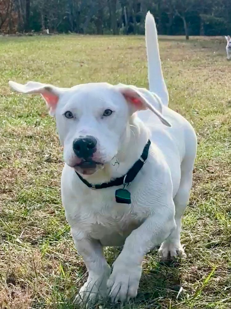 The basset hound pit bull mix in question, a bigfooted stumpy hippopotamus with a white coat, galloping through some grass