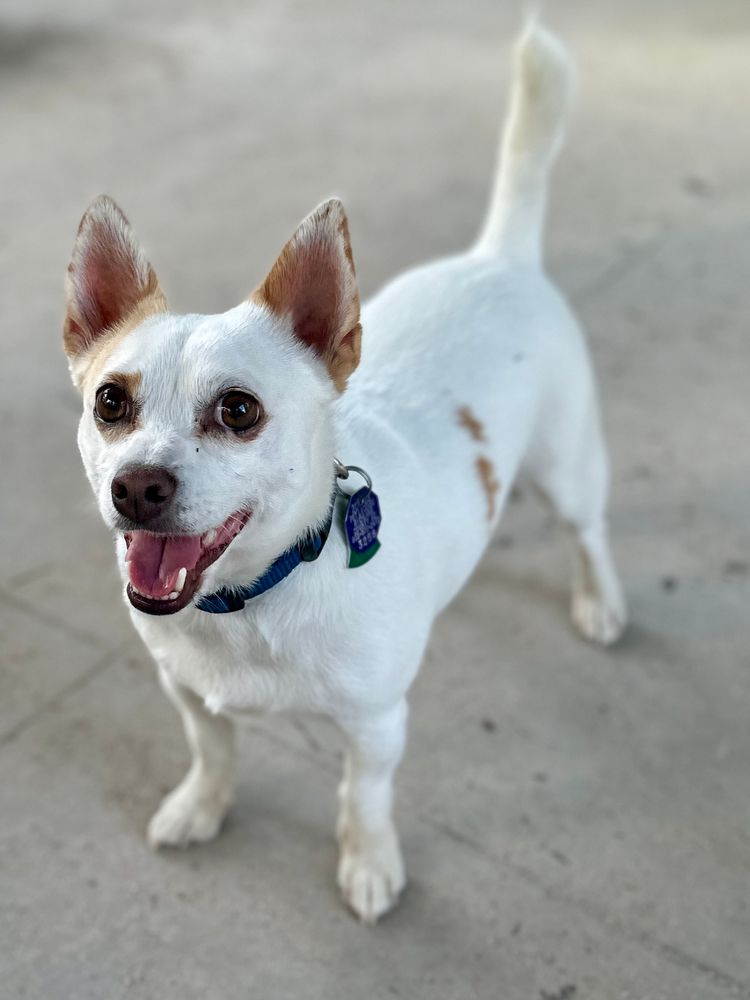 The chihuahua jack russell, smiling at the camera. He is white with brown ears and a brown spot or two. He is approximately the size of a cicada, twice as noisy, and many times more cuddly