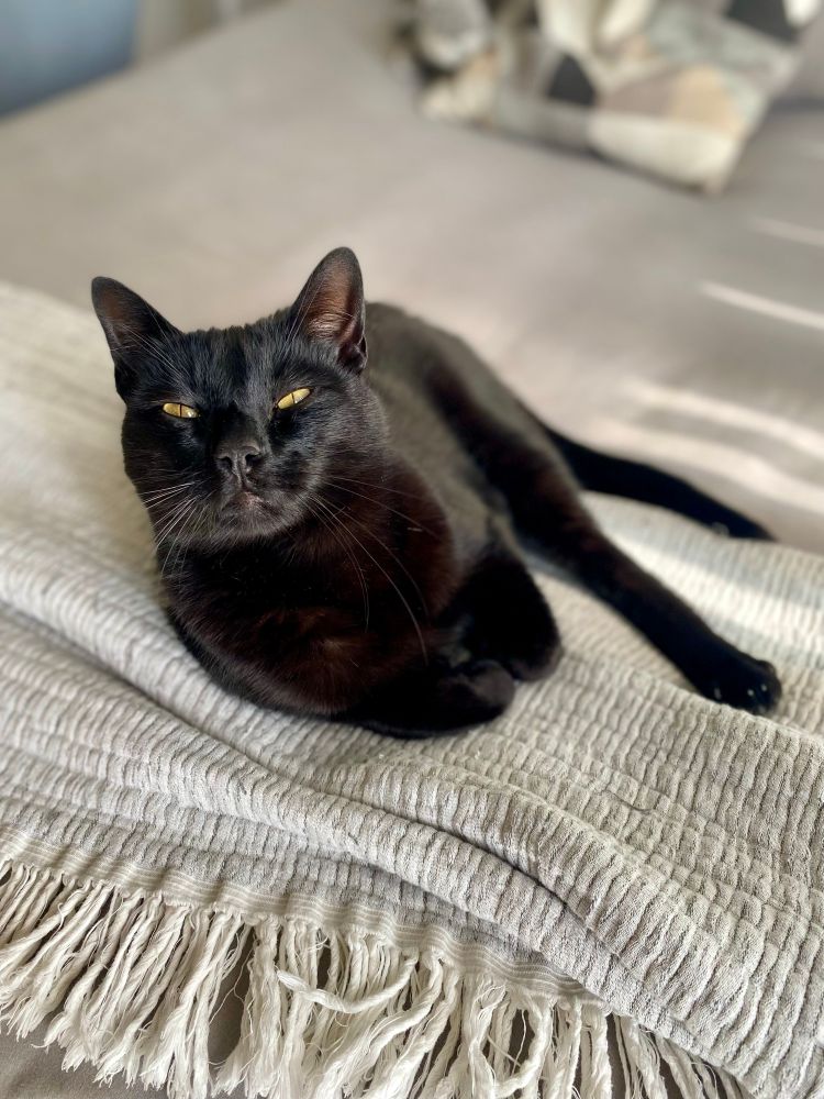 A handsome black cat lounges on a bed 