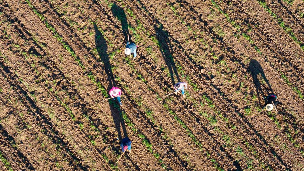 Newsom Vetoes Farmworker Heat Safety Bill as State Enforcement Has Fallen