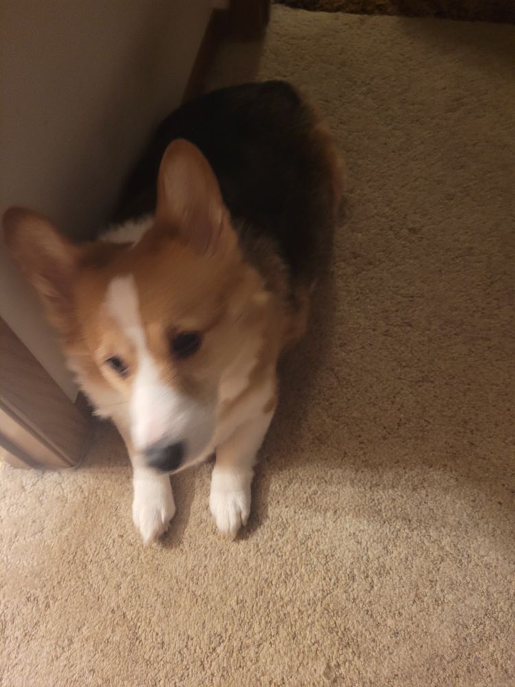 Image depicts a dog, a tri-color Corgi, laying by the wall in a hallway. Her name was Cercei, and she passed away on April 21, 2025.