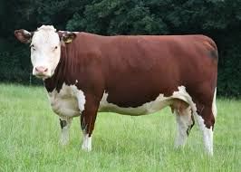 A Hereford (Brookfield): White and undersides with the remainder being brown.