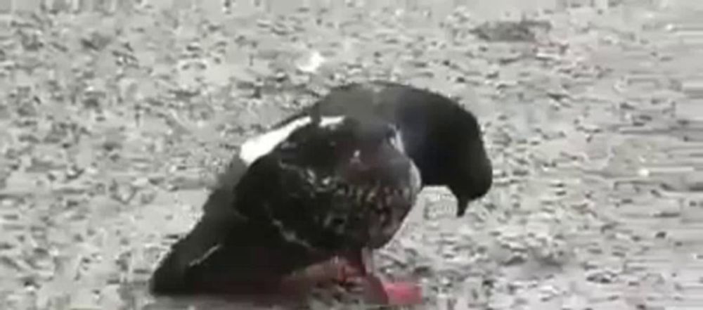 a black and white photo of a pigeon standing on a wet surface .