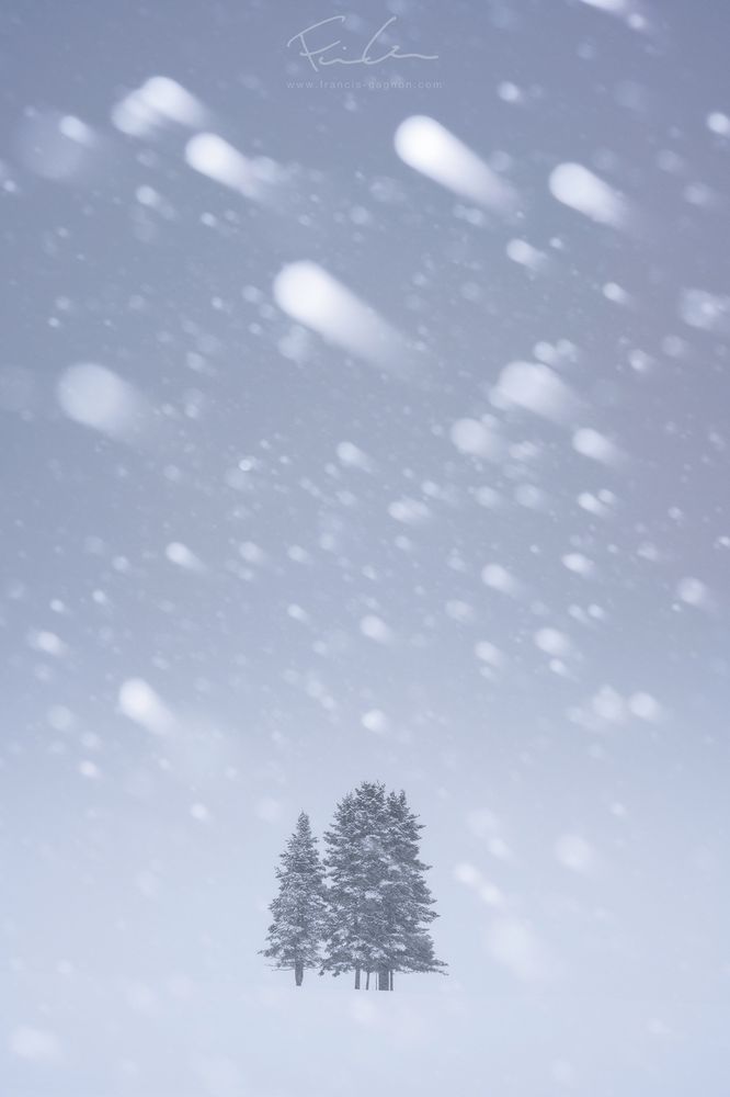 Photo issue de la série "Les témoins immobiles" réalisée en 2022 : https://francis-gagnon.com/2022/04/18/series-neige-transformatrice/

Que ce soit dans les vallées ou encore dans les forêts, les arbres sont de véritables témoins immobiles des aléas météorologiques, leur apparence étant leur moyen de communiquer les différents événements vécus. Ces photographies visent à montrer comment les arbres subissent la neige.