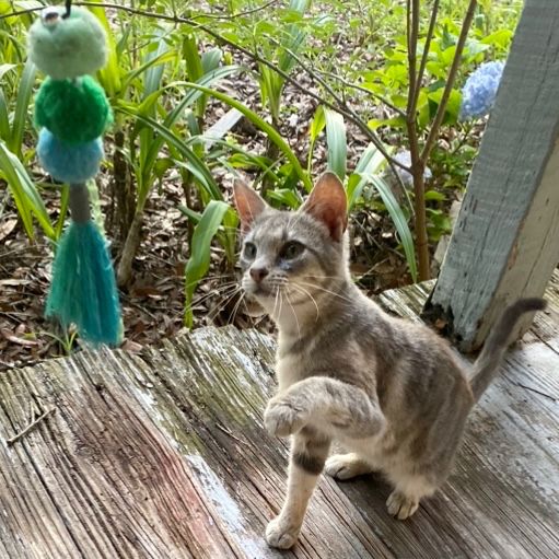 Photo of gray tabby cat playing with cat toy.
